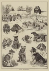 The Dog Show at Warwick
